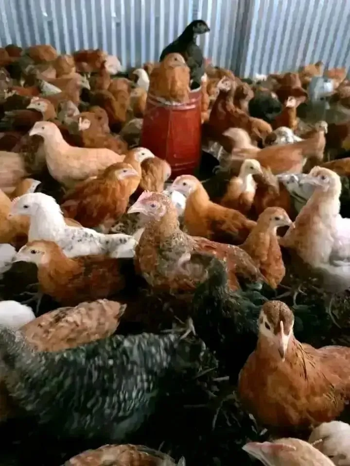 1 month kienyeji chicks