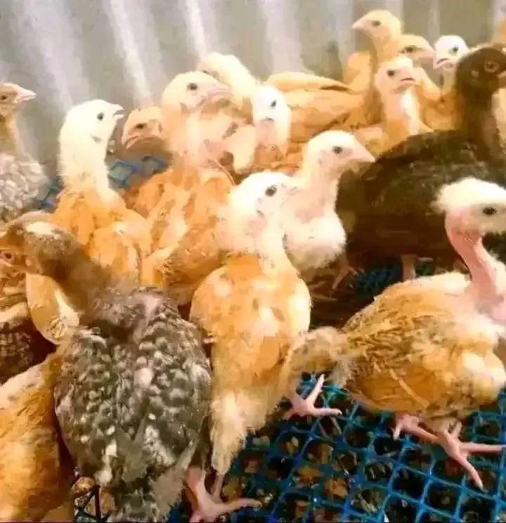 2 months chicks2