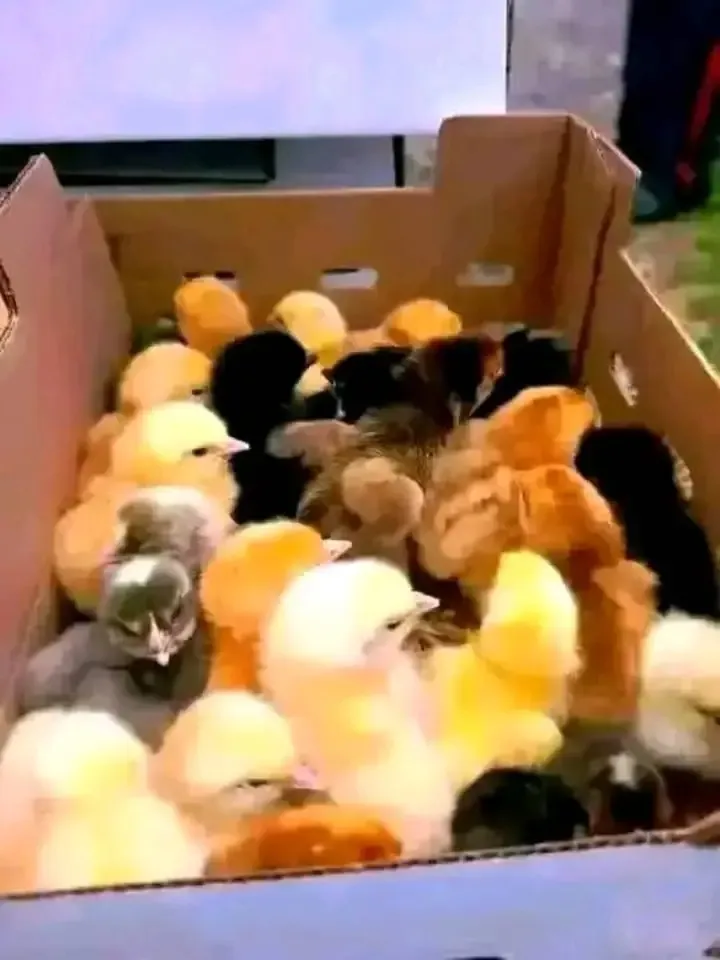 3 days chicks