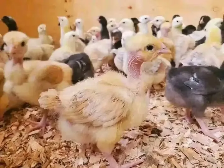 3 weeks chicks