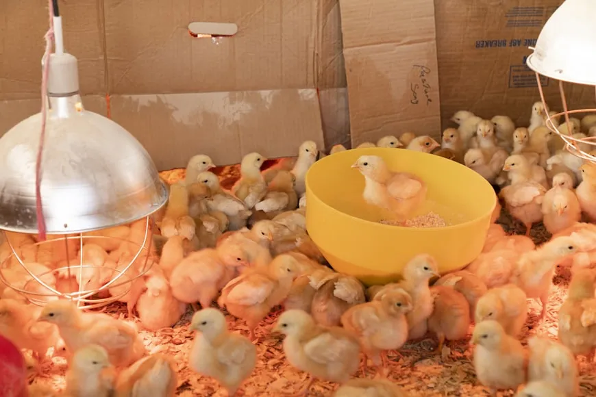 closeup of a fluffy chick in a brooder