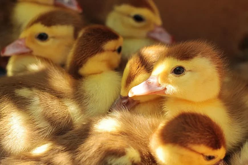 duck chicks