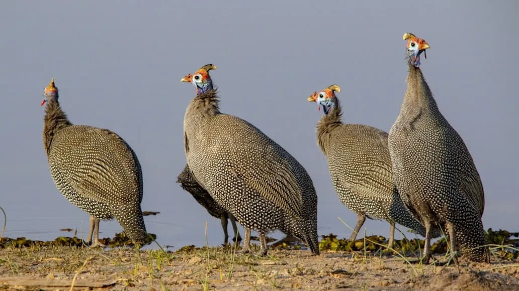 exotic guinea fowl