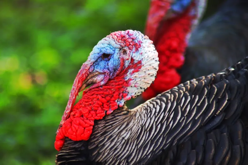 female turkey