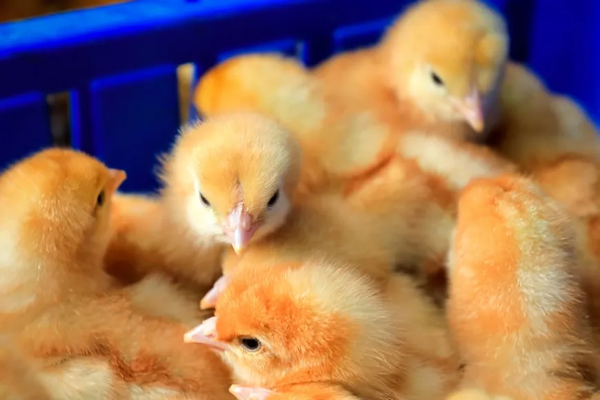 group of newborn chicks