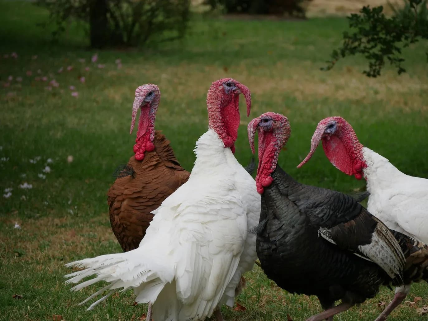 group of turkeys in a field