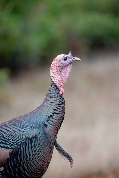 male turkey potrait