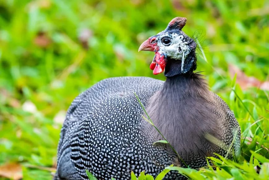 Guinea Fowls: Exotic & Hardy
