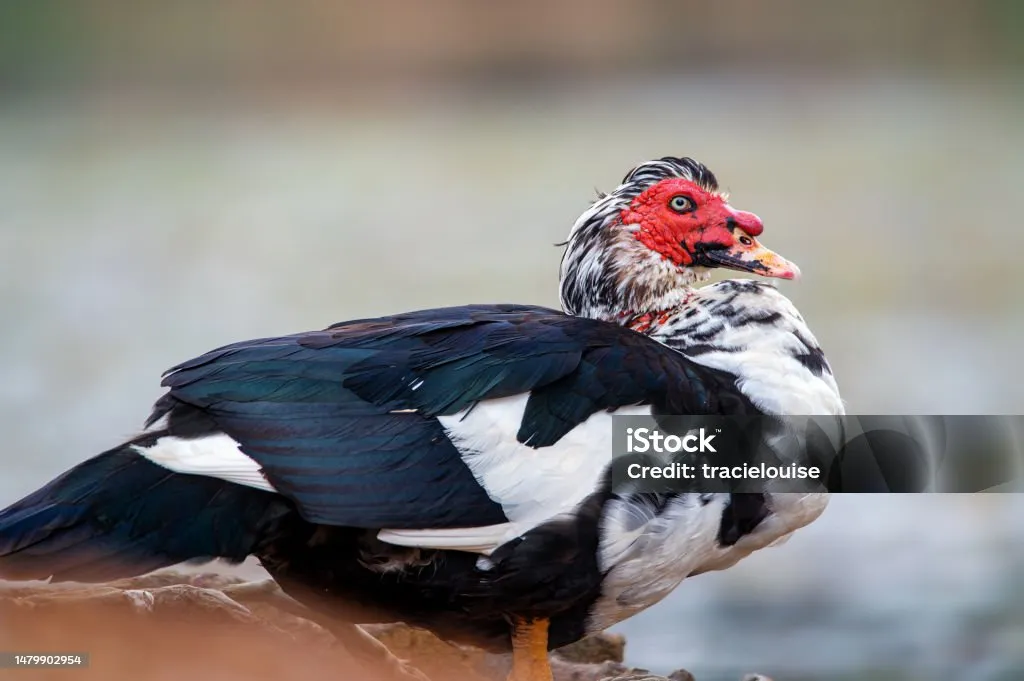 Muscovy Ducks (Kiengei)